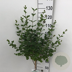 Syringa meyeri 'Palibin' 60 cm stam 5,0L