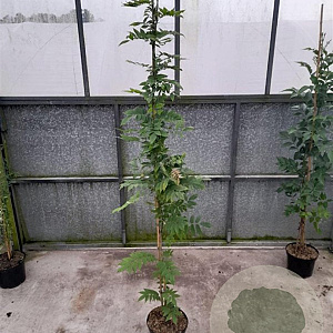 Wisteria sinensis 'Prolific' 150-175 cm 5,0L