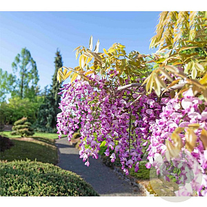Wisteria val. Grande Diva Barbara 150-175 cm vierkant rond 5,5L