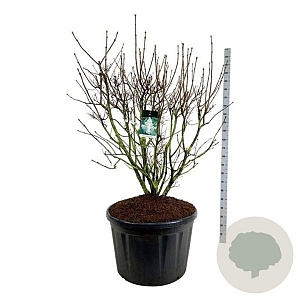 Syringa v. 'Mme Lemoine' 150-175 cm cont. 230L solitair