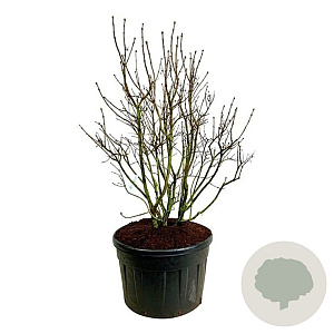 Syringa v. 'Mme Lemoine' 175-200 cm cont. 230L solitair