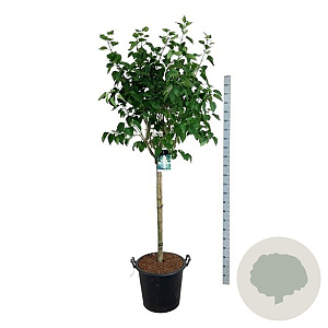 Syringa v. 'Mme Lemoine' 120 cm stam cont. 55L extra