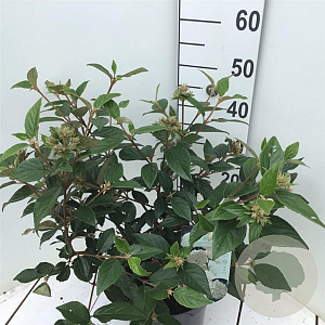 Viburnum 'Eskimo' 50-60 cm 7,5L