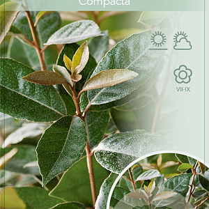 Elaeagnus ebb. 'Compacta' 90 cm stam 10L