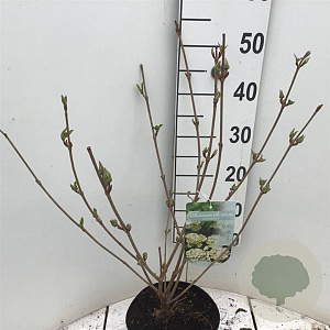 Viburnum plic. 'Grandiflorum' 40-50 cm 4,0L