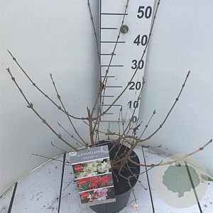 Viburnum plic. Kilimandjaro Sunrise 50-60 cm 7,5L