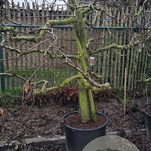 Malus d. 'Elstar' 30-40 cm cont. 130L solitair najaarspotting