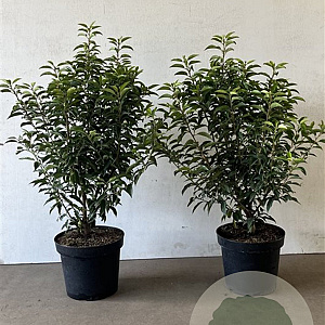 Prunus l. 'Angustifolia' 60-80 cm 7,5L