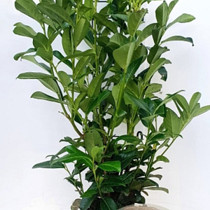 Prunus l. Genolia 60-80 cm met kluit