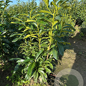 Prunus l. Genolia 60-80 cm met kluit