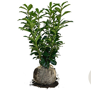 Prunus l. Genolia 60-80 cm met kluit