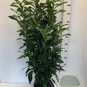 Prunus l. Genolia 80-100 cm met kluit