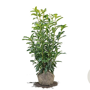 Prunus l. Genolia 80-100 cm met kluit