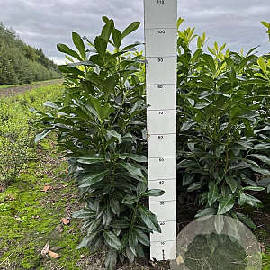 Prunus l. Genolia 80-100 cm met kluit