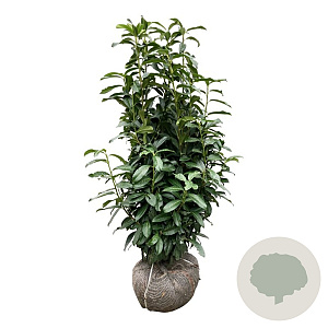 Prunus l. Genolia 100-125 cm met kluit