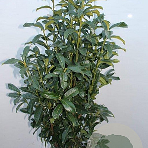 Prunus l. Genolia 125-150 cm met kluit