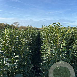 Prunus l. Genolia 175-200 cm met kluit