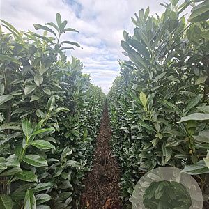 Prunus l. Genolia 200-225 cm met kluit