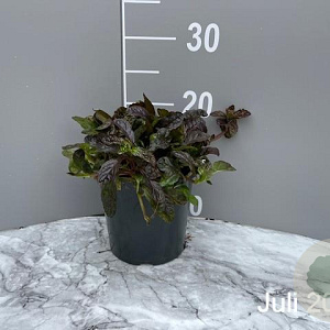 Ajuga reptans 'Atropurpurea' GM 2,0L