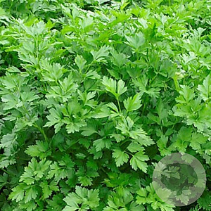 Platte Peterselie Italiaanse gigant GM Per 1000 zaden