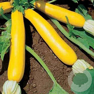 Courgette Goldena GM Per 20 zaden