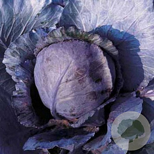 Rode kool Langedijker bewaar 2 GM Per 600 zaden