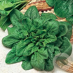 Spinazie Matador GM Per 600 zaden