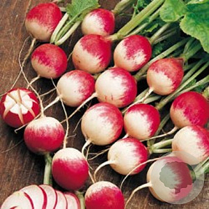 Radijs National 2 GM Per 600 zaden