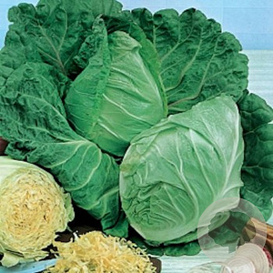 Spitskool Ossenhart GM Per 600 zaden