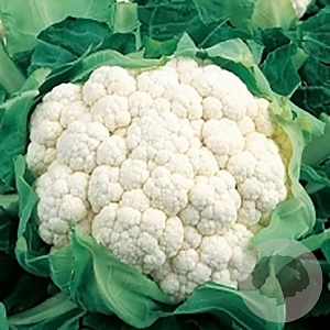 Bloemkool All Year Round GM Per 75 Zaden