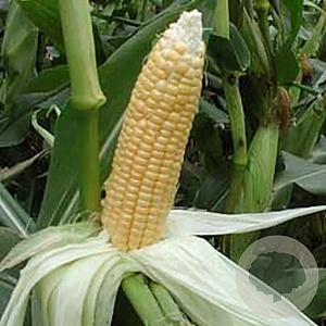 Suikermais Golden Bantam GM Per 50 Zaden