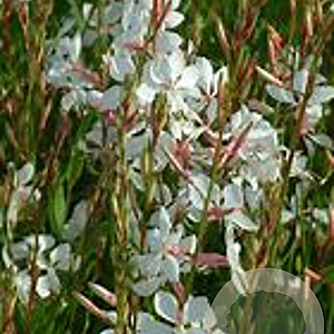 Gaura lindheimeri GM P9