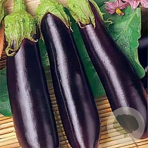 Aubergine violetta lunga GM Per 125 Zaden