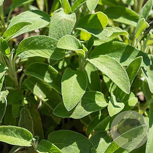 Salie GM Per 65 Zaden