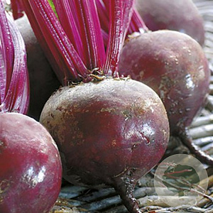 Bietjes Early Wonder GM Per 300 Zaden