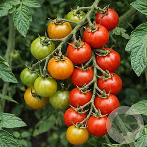 Cherrytomaat Sweetie GM Per 100 zaden