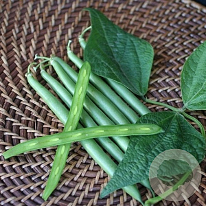 Zaden Stamslabonen modesto GM Per 100 zaden