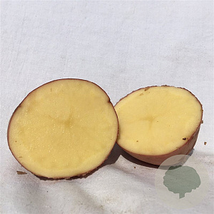 Zaden Pootaardappels Mozart  GM 2.5 KG (28/35)