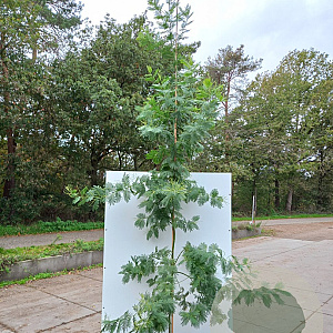 Acacia dealbata 200-250 cm 20L geveerd