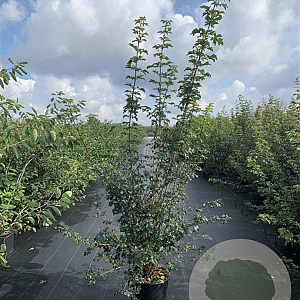 Acer campestre 125-150 cm 20L