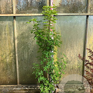 Acer griseum 150-175 cm 20L