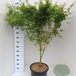 Acer pal. 'Sangokaku' 100-125 cm 20L