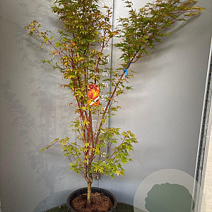 Acer pal. 'Sangokaku' 125-150 cm 20L
