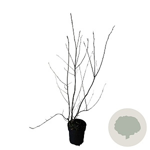 Amelanchier lamarckii 80-100 cm 4,5L