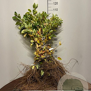 Amelanchier lamarckii 60-100 cm wortelgoed 1/2 3-5 tak