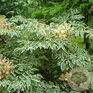 Aralia elata 'Aureovariegata' GM c20