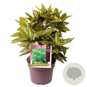 Aucuba jap. 'Variegata' 40-45 cm 7,5L