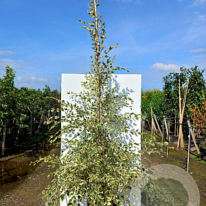 Betula nigra 'Shiloh Splash' 300-350 cm 50L beveerd 