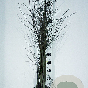 Betula pubescens 60-80 cm wortelgoed 1/0 