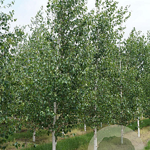 Betula utilis 'Doorenbos' 18-20 HO draadkluit